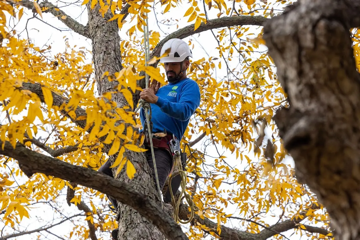 Skilled Tree Trimming crew working in Strasburg